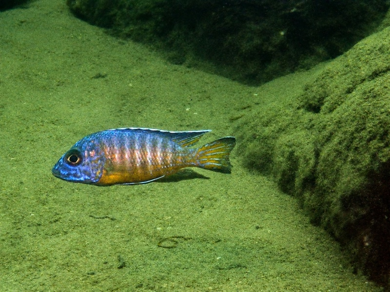Aulonocara stuartgranti 'Chisanga Point'